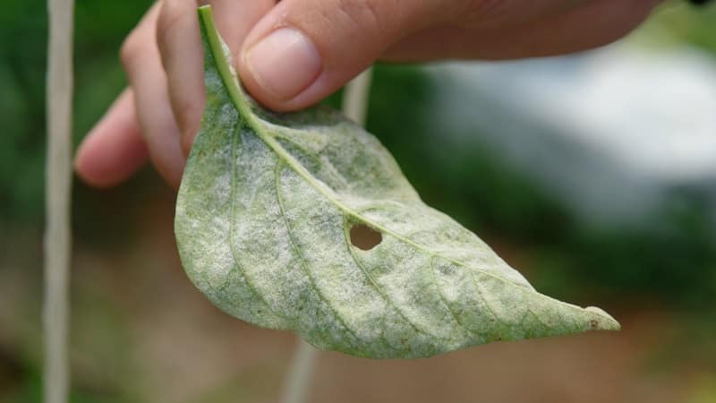 Anong mga sakit ng peppers ang umiiral sa isang greenhouse: mga larawan at pamamaraan ng paggamot