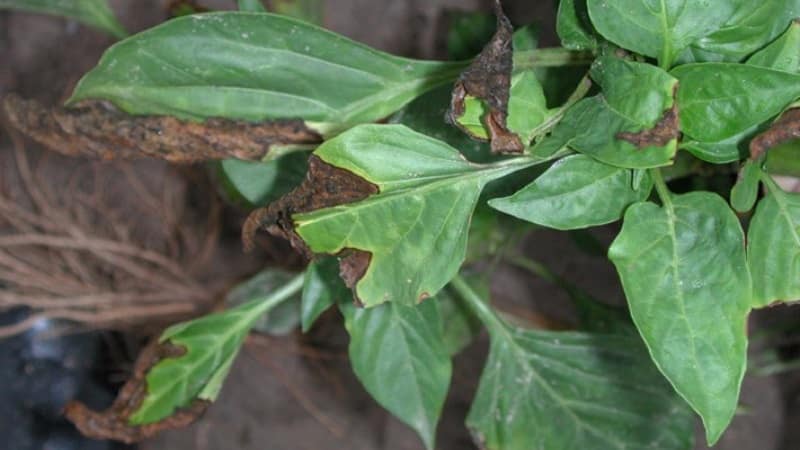 Anong mga sakit ng peppers ang umiiral sa isang greenhouse: mga larawan at pamamaraan ng paggamot