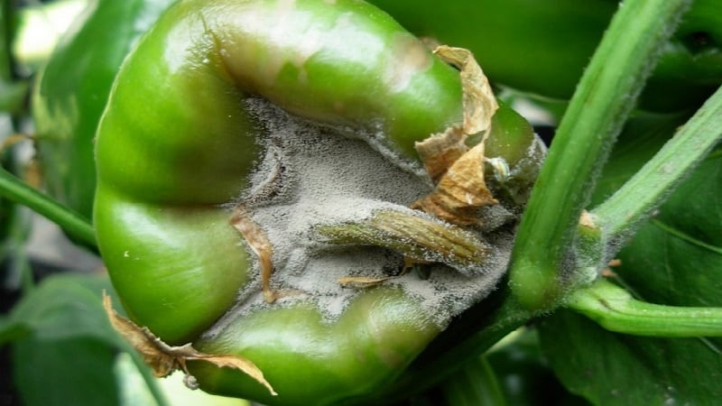 Anong mga sakit ng peppers ang umiiral sa isang greenhouse: mga larawan at pamamaraan ng paggamot