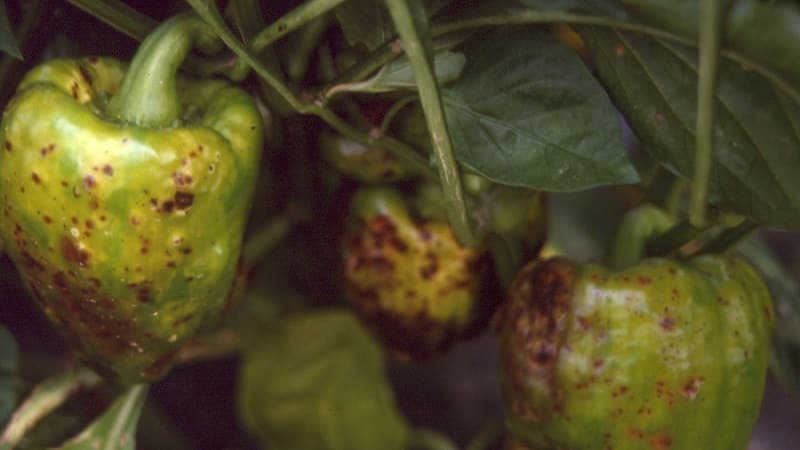 Vilka sjukdomar av paprika finns i ett växthus: foton och behandlingsmetoder