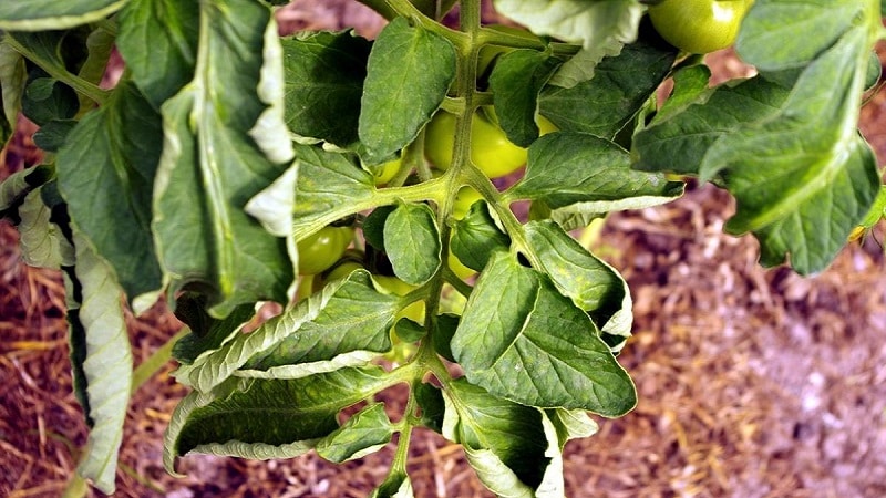 Anong mga sakit ng peppers ang umiiral sa isang greenhouse: mga larawan at pamamaraan ng paggamot