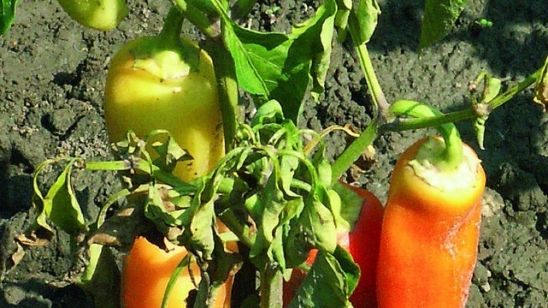 Anong mga sakit ng peppers ang umiiral sa isang greenhouse: mga larawan at pamamaraan ng paggamot