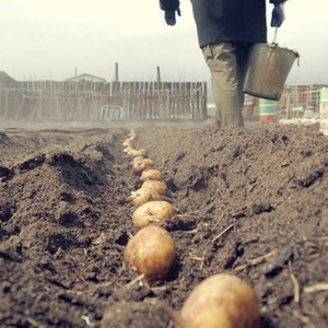 Erken olgunlaşan sofralık patates çeşidi Vega