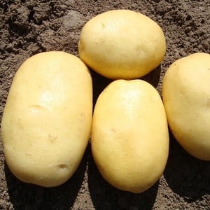 Early maturing table potato variety Vega