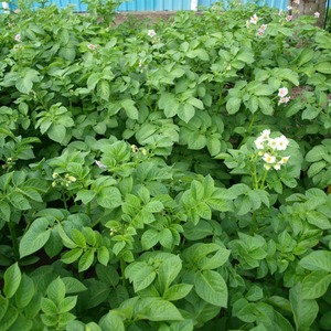 Variété de pomme de terre de table à maturation précoce Vega