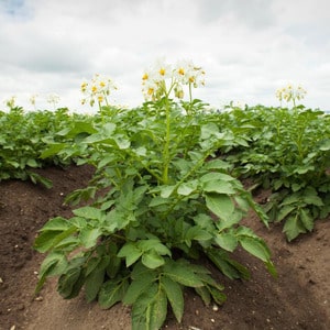 Early maturing table potato variety Vega