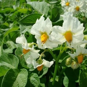 Early maturing table potato variety Vega