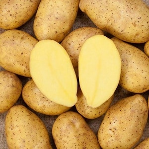 Unpretentious to grow and highly productive potato variety El Mundo