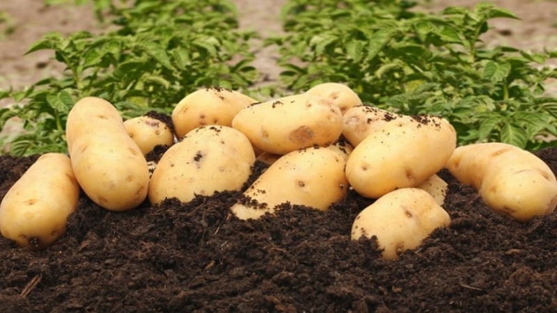 Unpretentious to grow and highly productive potato variety El Mundo