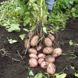 Varietà di patate da tavola Kurazh resistente alle malattie dall'Olanda