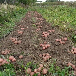 Krankheitsresistente Speisekartoffelsorte Kurazh aus Holland