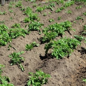 Varietà di patate da tavola Kurazh resistente alle malattie dall'Olanda