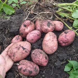 Disease-resistant table potato variety Kurazh from Holland