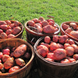 Disease-resistant table potato variety Kurazh from Holland