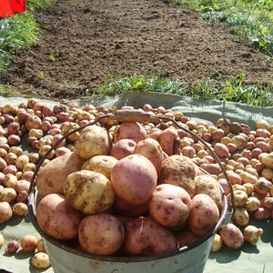 Varietà di patate da tavola Kurazh resistente alle malattie dall'Olanda