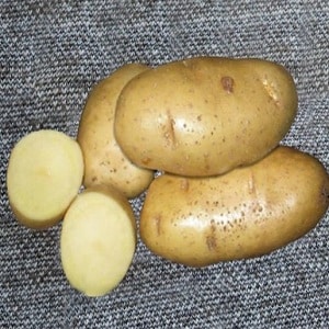 The Lasunok potato variety, beloved by farmers for its ease of care and productivity