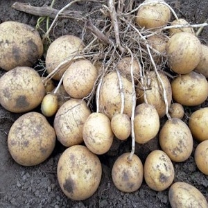 The Lasunok potato variety, beloved by farmers for its ease of care and productivity