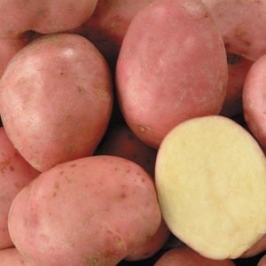 Uma variedade de batata Desiree promissora, despretensiosa e produtiva de criadores holandeses