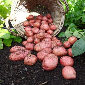 Una varietà di patate Desiree promettente, senza pretese e produttiva proveniente da allevatori olandesi