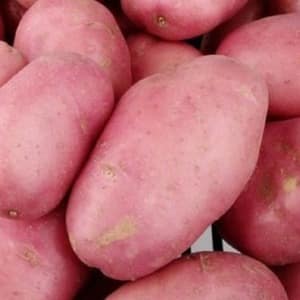 Uma variedade de batata Desiree promissora, despretensiosa e produtiva de criadores holandeses