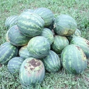 Tidlig moden hybrid vannmelon Ataman med gigantiske frukter og unik smak