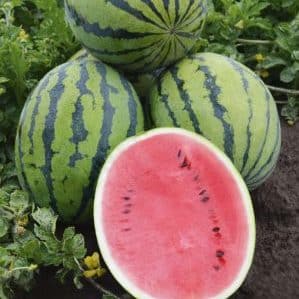 Unpretentious in care, ultra-early watermelon Bedouin f1 for central Russia