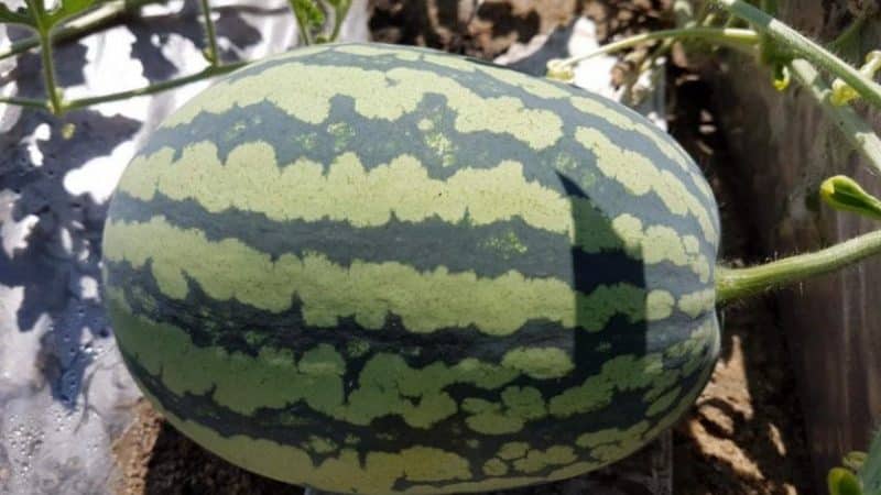 Unpretentious in care, ultra-early watermelon Bedouin f1 for central Russia