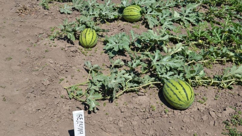 Unpretentious in care, ultra-early watermelon Bedouin f1 for central Russia