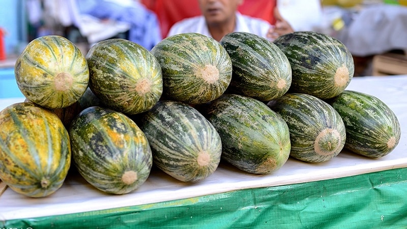 Voňavý a chutný melón Hasanka: ako si vybrať a pestovať na vlastnom pozemku