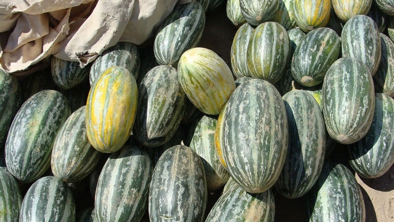 Duftende og velsmakende Hasanka melon: hvordan velge og vokse på din egen tomt