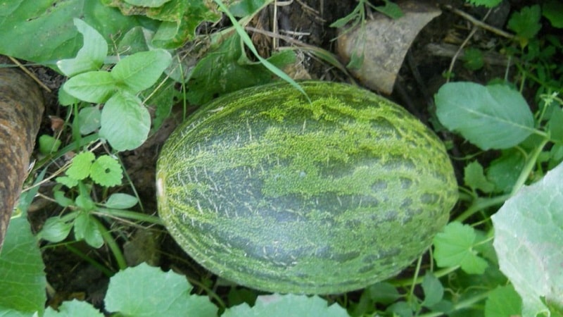 Duftende og velsmakende Hasanka melon: hvordan velge og vokse på din egen tomt