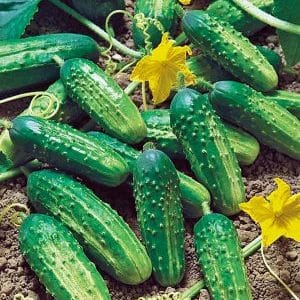 Review of the hybrid cucumber Ajax f1: features, advantages and disadvantages