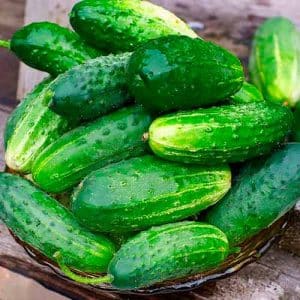 Review of the hybrid cucumber Ajax f1: features, advantages and disadvantages