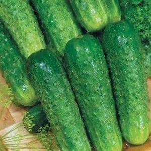 Review of the hybrid cucumber Ajax f1: features, advantages and disadvantages