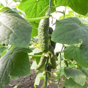 Review of the hybrid cucumber Ajax f1: features, advantages and disadvantages