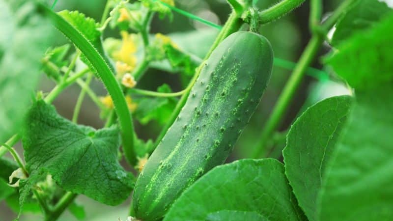 Review of the hybrid cucumber Ajax f1: features, advantages and disadvantages