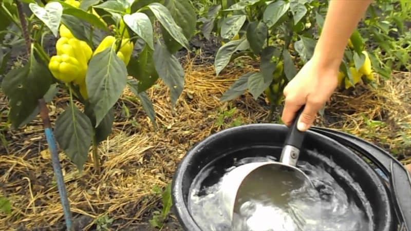 Fertilizers for bell peppers: what to feed in open ground for growth and thickness