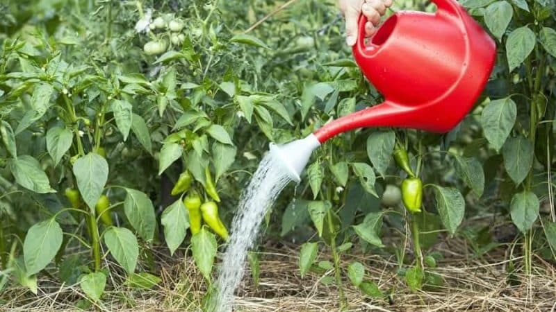 Abonaments per a pebrots: què alimentar en terra oberta per al creixement i el gruix