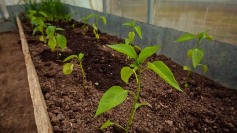 Düngemittel für Paprika: Was man im Freiland für Wachstum und Dicke düngen sollte