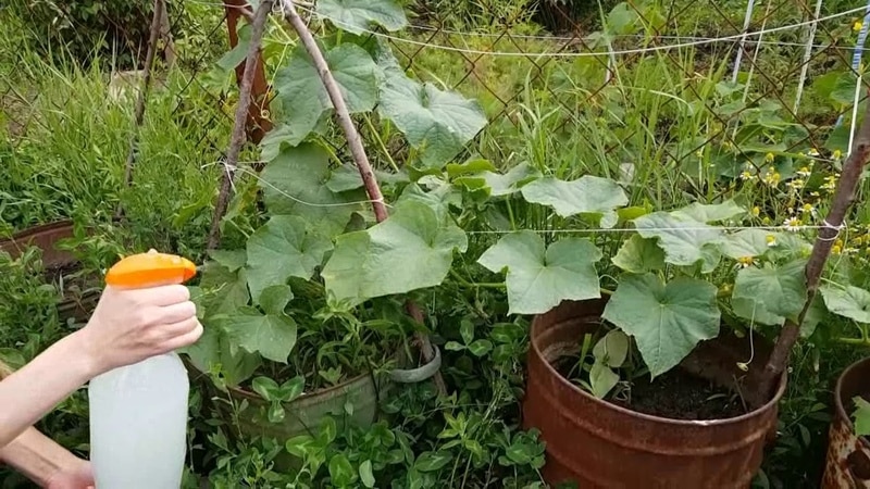 Ποια είναι τα οφέλη από τη διατροφή των αγγουριών με αμμωνία και πώς να το χρησιμοποιήσετε σωστά;