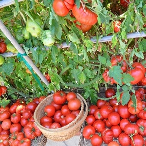 Cara menyiram tomato untuk menjadikannya merah lebih cepat: baja terbaik untuk tomato dan peretasan hayat untuk mempercepatkan masak