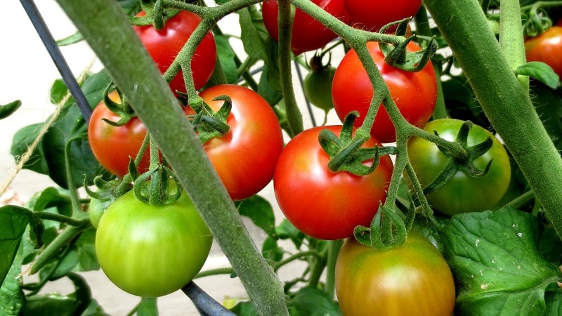 Cara menyiram tomato untuk menjadikannya merah lebih cepat: baja terbaik untuk tomato dan peretasan hayat untuk mempercepatkan masak