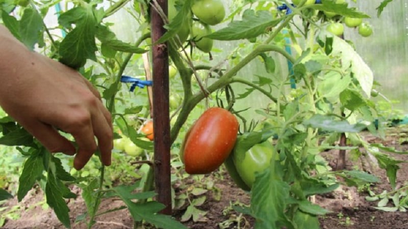 Cara menyiram tomato untuk menjadikannya merah lebih cepat: baja terbaik untuk tomato dan peretasan hayat untuk mempercepatkan masak