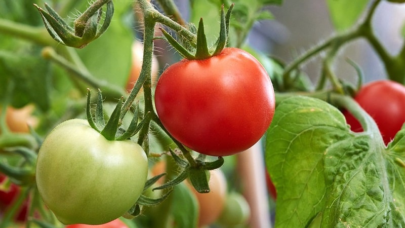 Cara menyiram tomato untuk menjadikannya merah lebih cepat: baja terbaik untuk tomato dan peretasan hayat untuk mempercepatkan masak