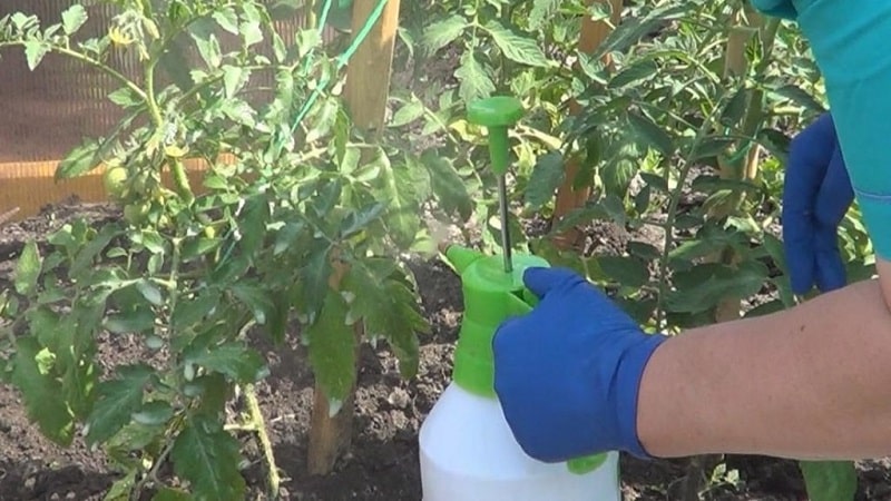 Cara menyiram tomato untuk menjadikannya merah lebih cepat: baja terbaik untuk tomato dan peretasan hayat untuk mempercepatkan masak