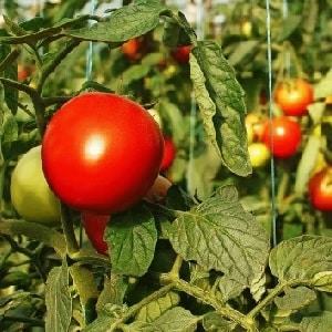 Cara menyiram tomato untuk menjadikannya merah lebih cepat: baja terbaik untuk tomato dan peretasan hayat untuk mempercepatkan masak