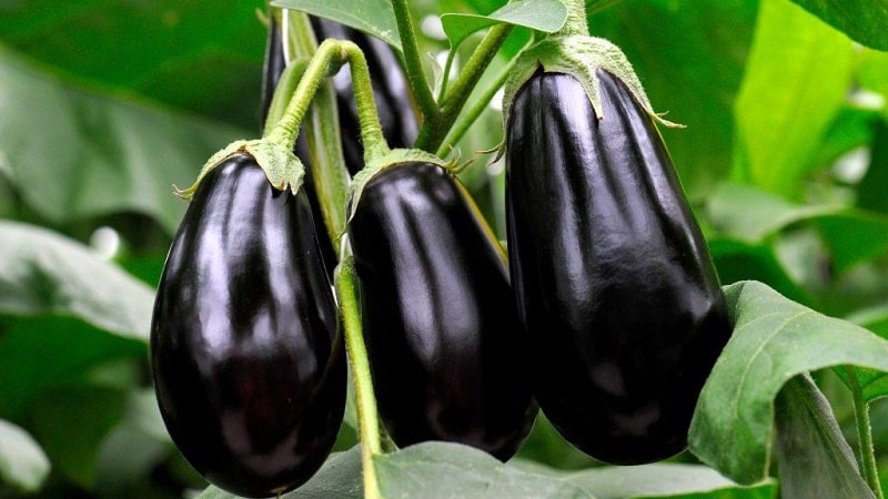 Que faire pour éviter que les aubergines ne deviennent amères et est-il possible de manger des fruits amers ?