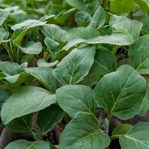 Que faire pour éviter que les aubergines ne deviennent amères et est-il possible de manger des fruits amers ?