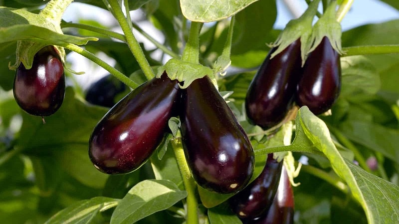 Wat te doen om te voorkomen dat aubergines bitter worden en is het mogelijk om bitter fruit te eten?