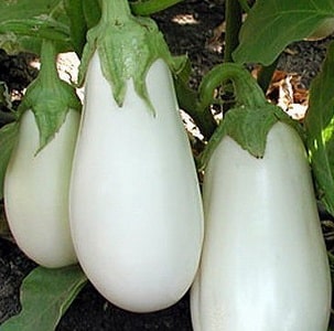 Que faire pour éviter que les aubergines ne deviennent amères et est-il possible de manger des fruits amers ?